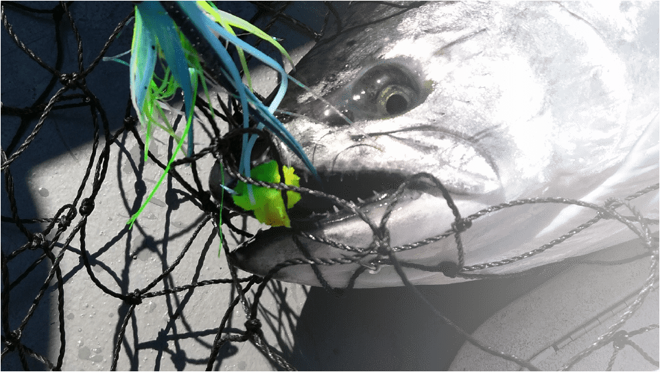 salmon lures King salmon caught with a chartreuse Scent Striker and blue-green 4" squid set-up