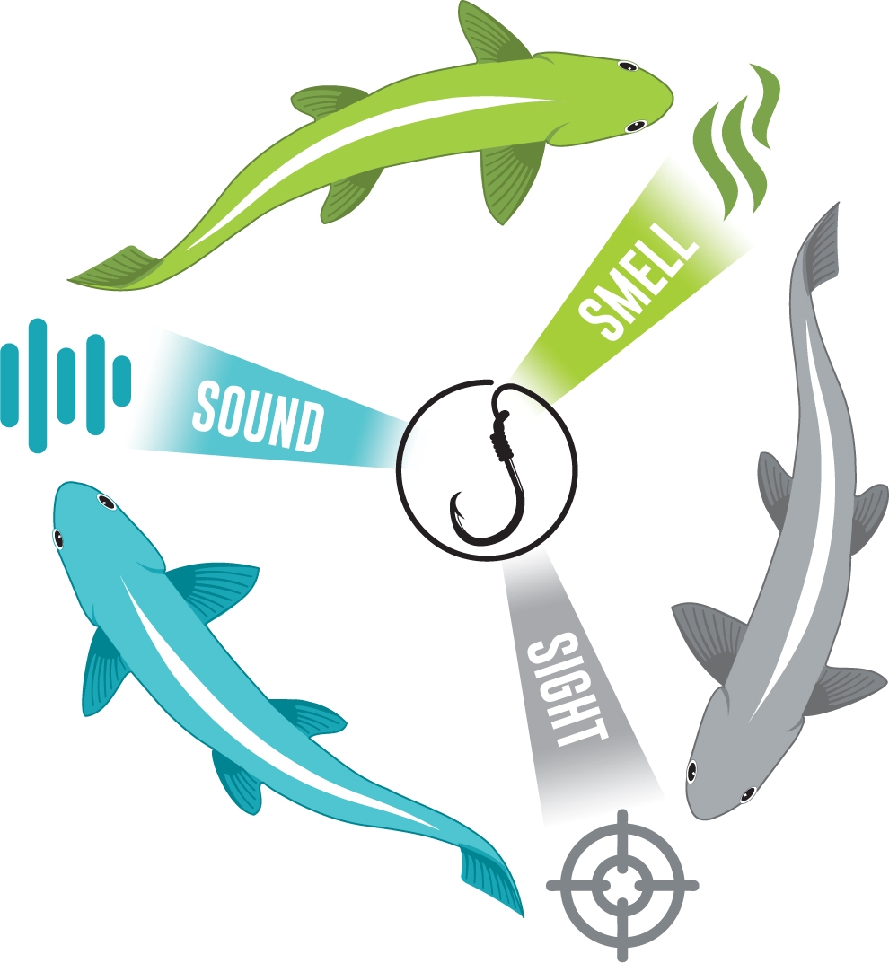 Fish swimming in a circle and keying in on Sight, Smell, and Sound when finding food