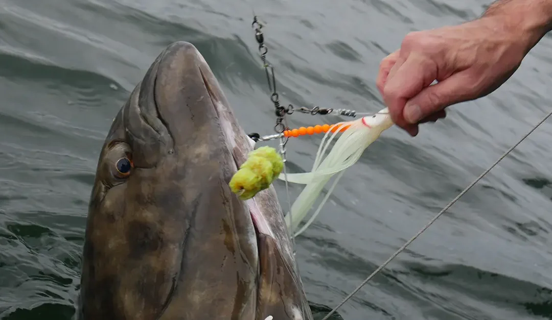 Odor at the Hook: Why Scent Placement Matters for Halibut