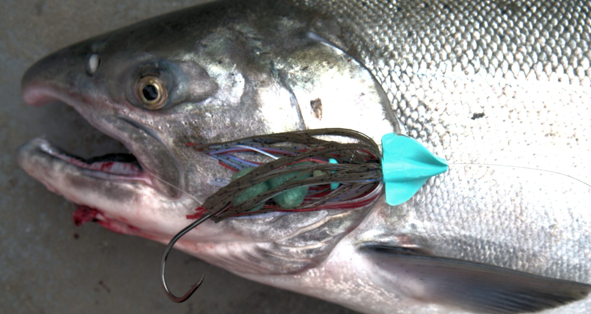 Skirted Vortaks Sand Lance pattern catches a trophy silver salmon