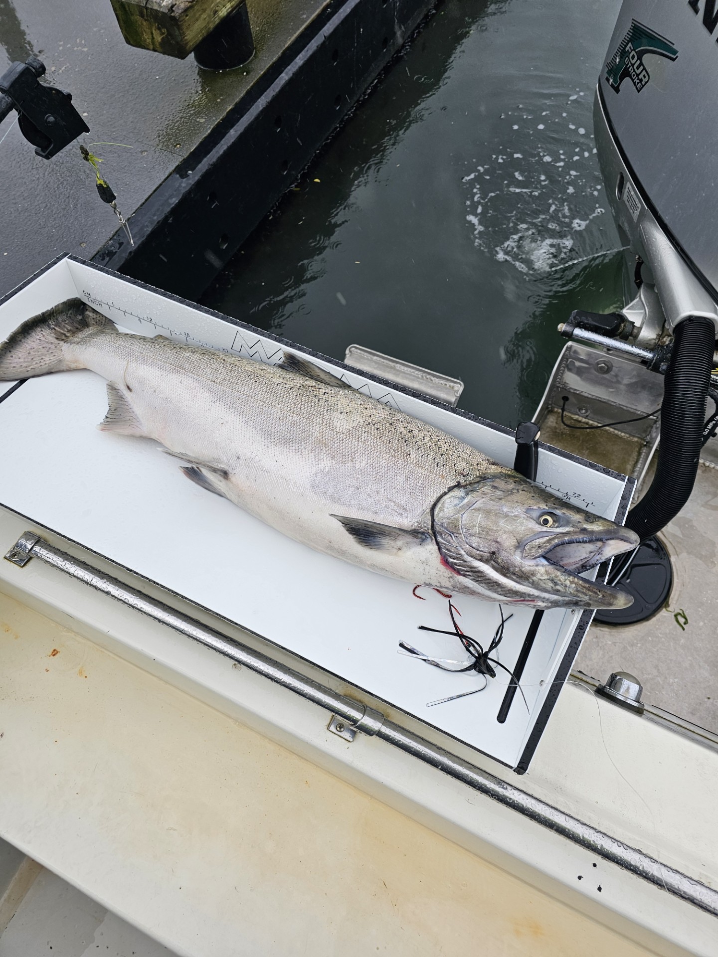 Eighteen pound King salmon caught on a Black Fox Skirted Vortaks