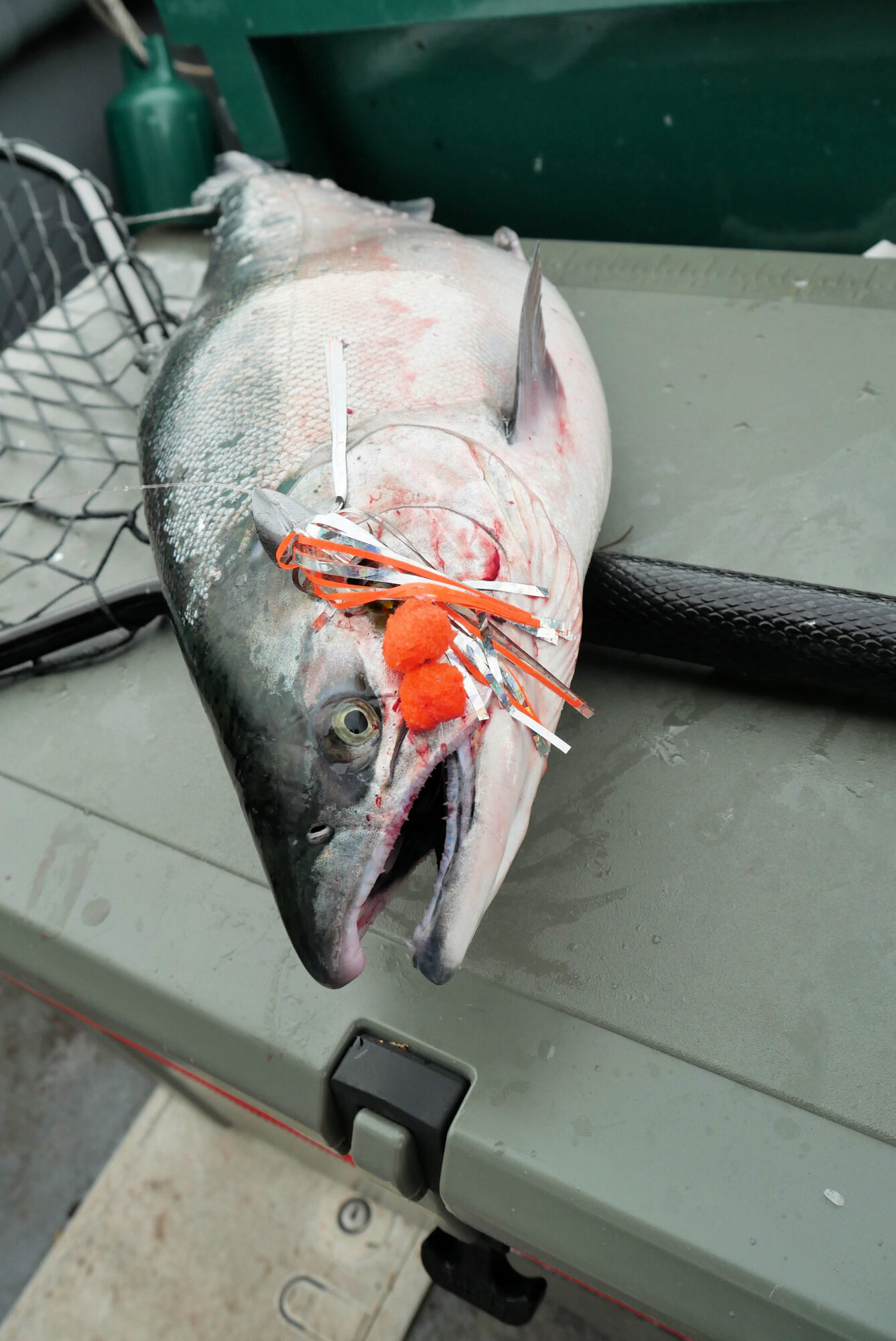 Vortaks "Chromie" lure with orange accent catching a Silver salmon.
