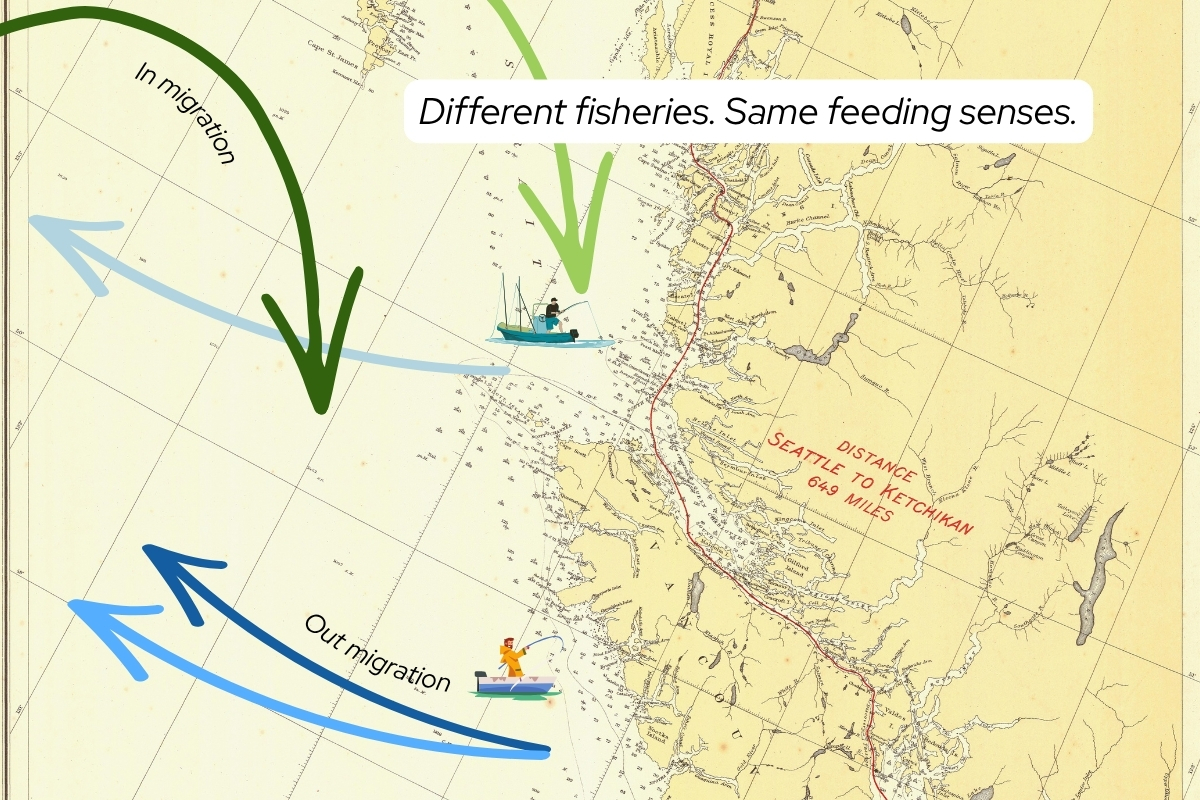 Illustrated map graphic showing fish migration and feeding patterns along the Alaska coastline. Curved arrows labeled “In migration” and “Out migration” trace movement routes across the ocean, while small fishing boats are positioned along the shoreline. A headline reads, “Different fisheries. Same feeding senses.”